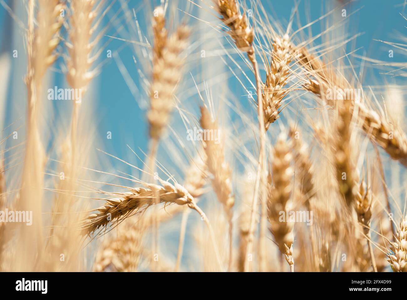 Primo piano di campo di grano dorato. Concetto agricolo. Foto di alta qualità Foto Stock