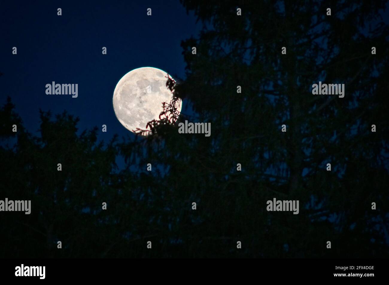 Marcia super luna sulla Germania, che sorge dietro gli alberi Foto Stock