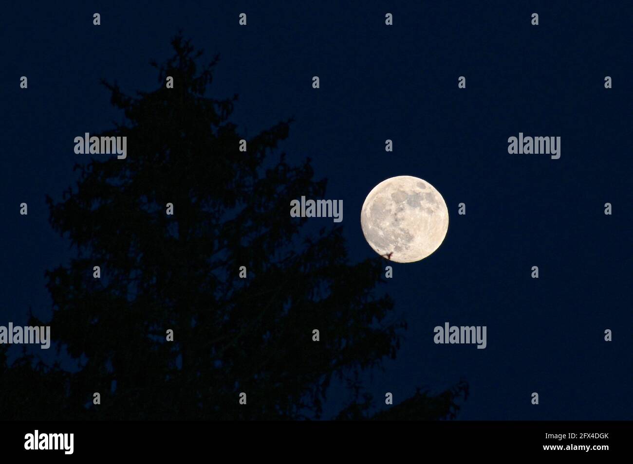 Marcia super luna sulla Germania, che sorge dietro gli alberi Foto Stock