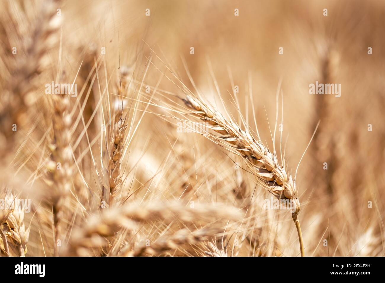 Primo piano di campo di grano dorato. Concetto agricolo. Foto di alta qualità Foto Stock