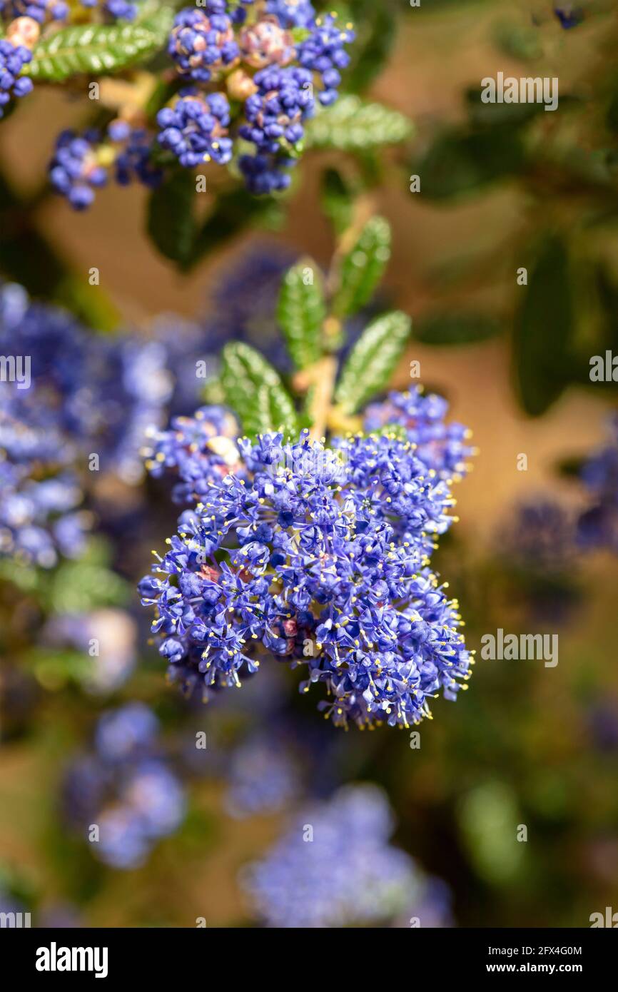 Ceanothus 'Puget Blue', lilla californiana 'Puget Blue', Ceanothus impressus 'Puget Blue' fiorisce profusamente in tarda primavera Foto Stock