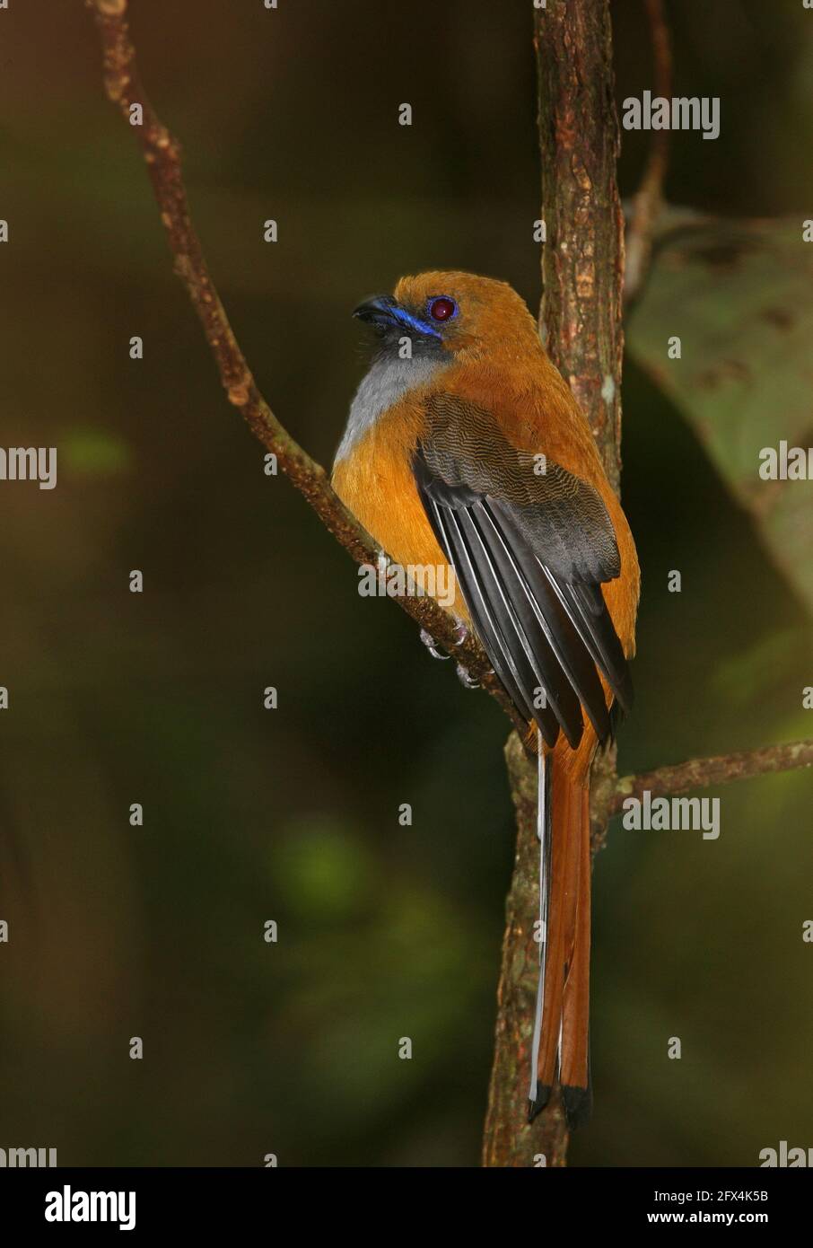 Whitehead's Trogon (Harpactes whiteheadi) femmina adulta arroccata sul ramo (endemico borneano) Kinabalu NP, Sabah, Borneo Gennaio Foto Stock