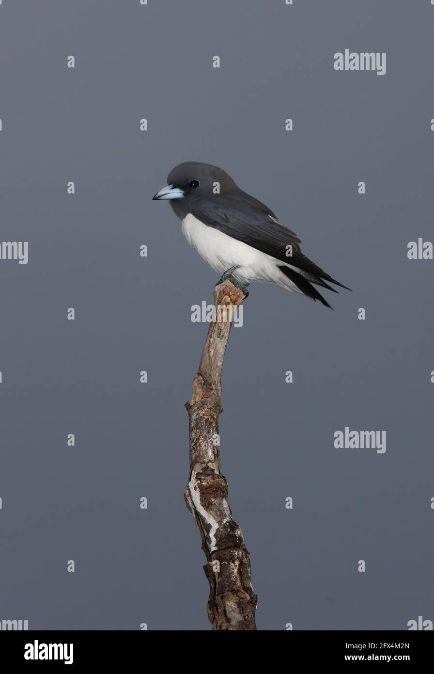 White-breasted Woodswallow (Artamus leucoryn leucoryn) adulto arroccato su morto snag Sabah, Borneo Gennaio Foto Stock