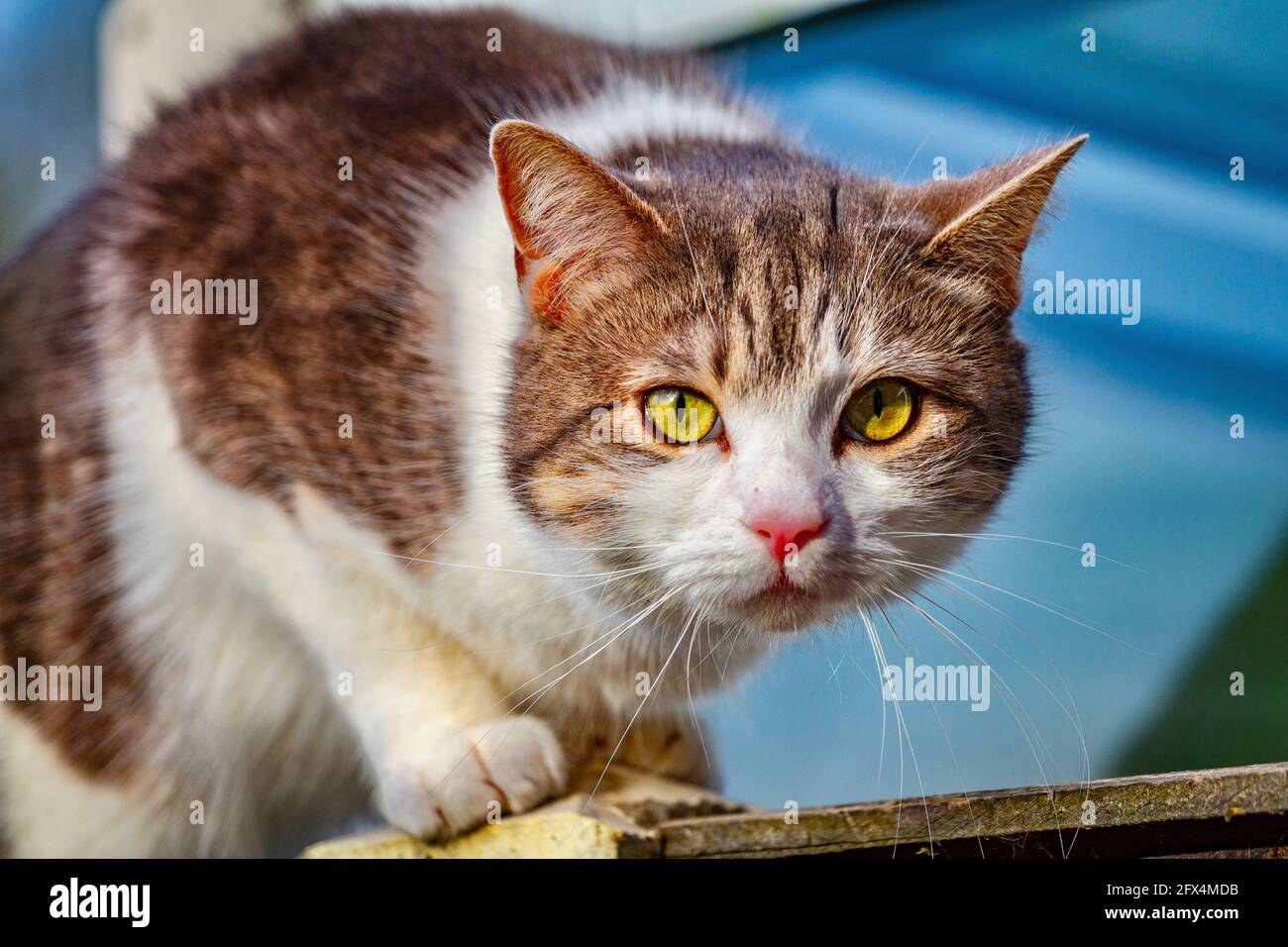 gatto seduto sulla recinzione Foto Stock