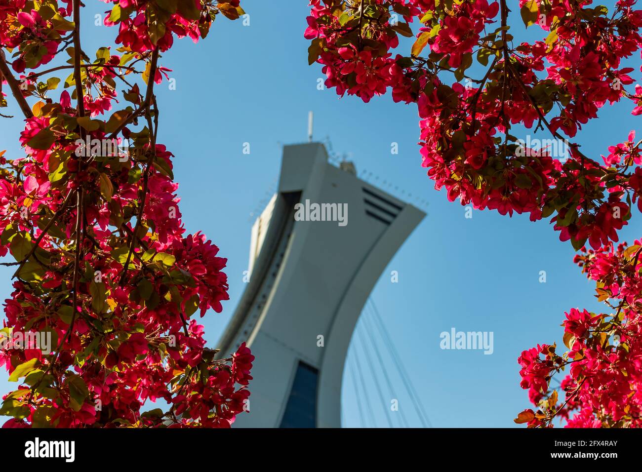 Splendida vista primaverile della torre dello stadio Olimpico con colorato alberi in fiore Foto Stock