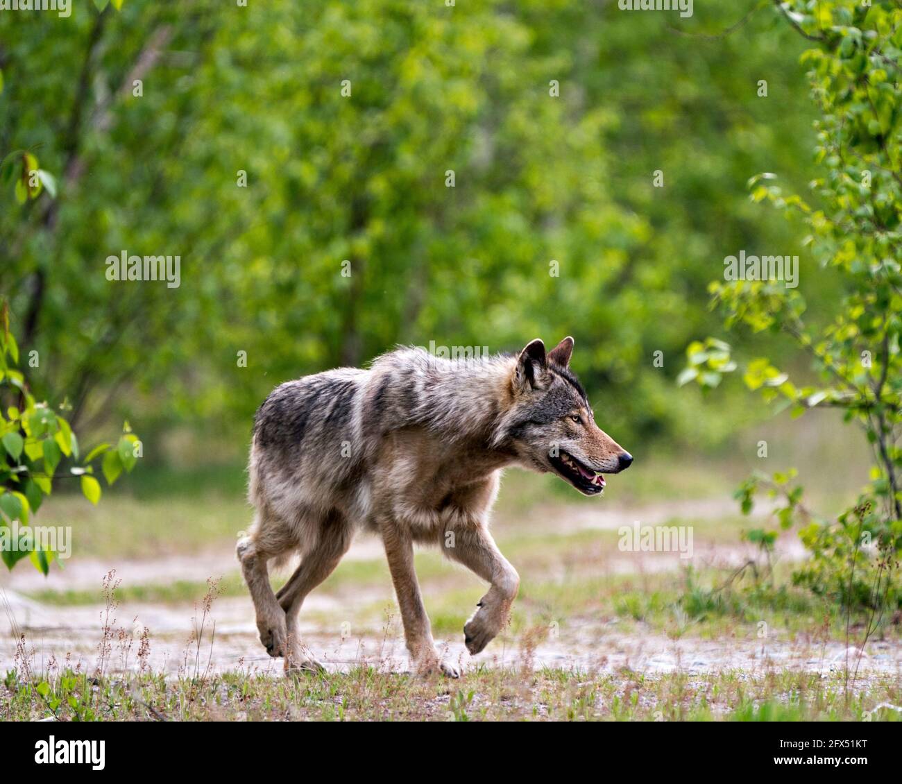 Wolf primo piano profilo vista nei cespugli in primavera nel nord dell'Ontario nel suo ambiente e habitat con sfondo di foresta sfocata. Immagine. Pictur Foto Stock