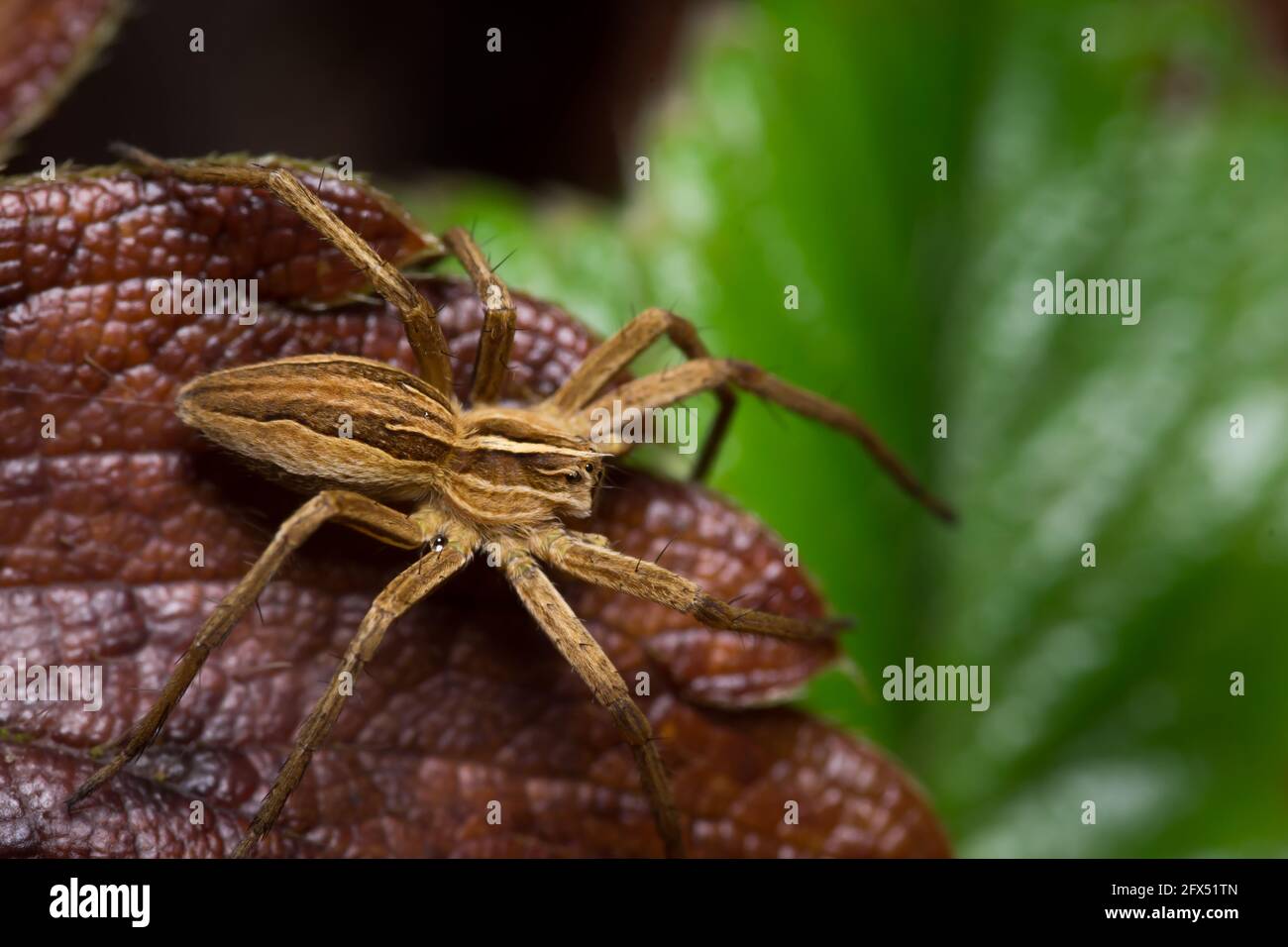 Vicino sguardo laterale del ragno di Pisaura mirabilis su una foglia di fragola in un giardino di campagna durante una giornata piovosa nel Galles centrale. Foto Stock