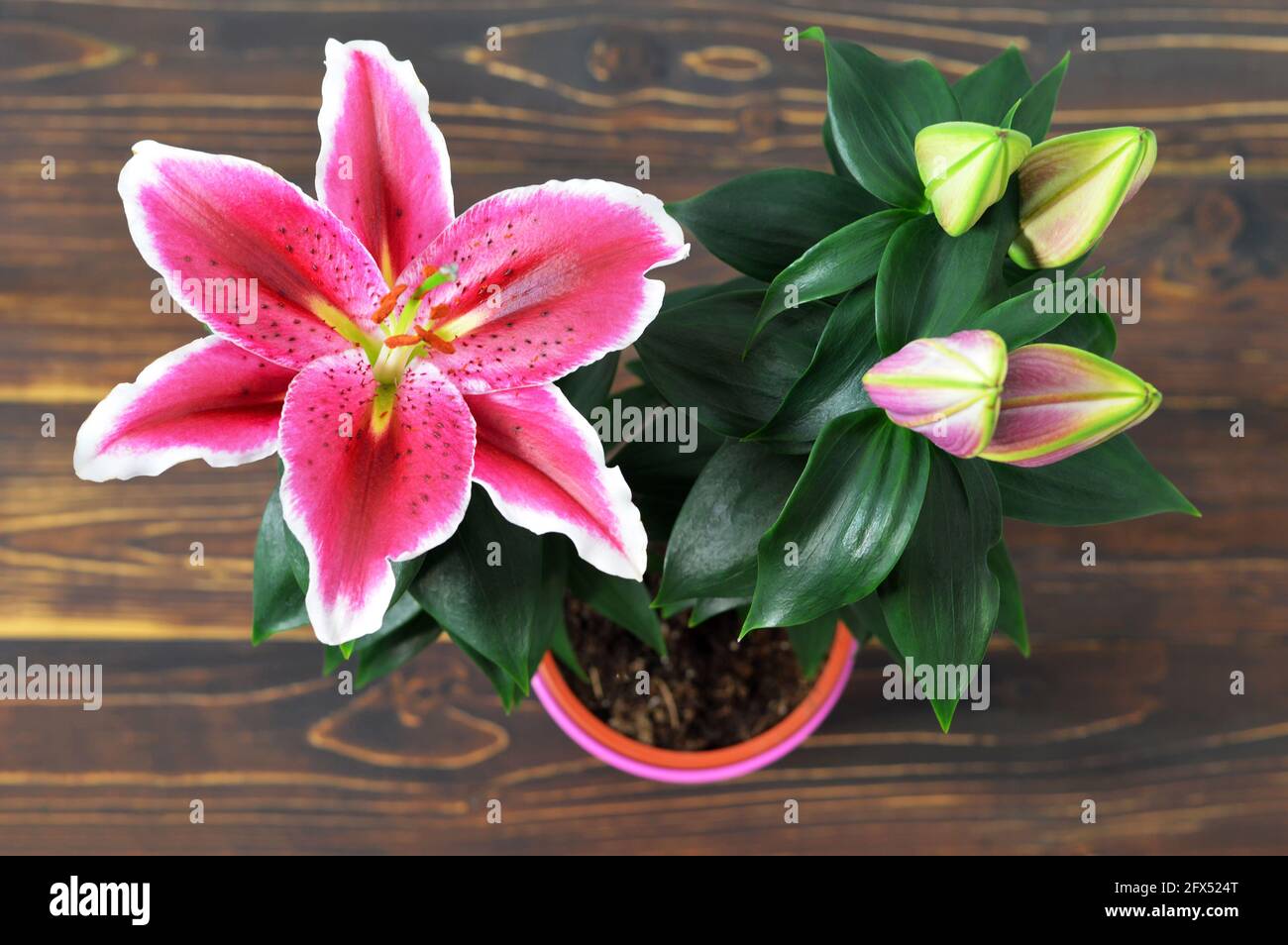 Vista dall'alto dei fiori di giglio in vaso di fiori su legno sfondo Foto Stock