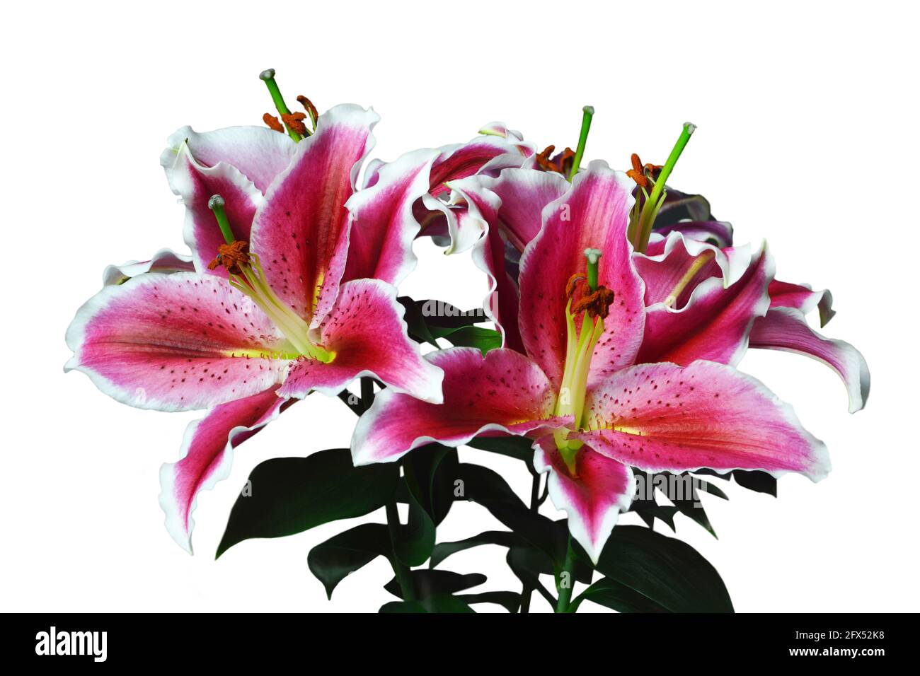 Lily fiori isolati su sfondo bianco. Giglio di Stargazer. Giglio orientale Foto Stock