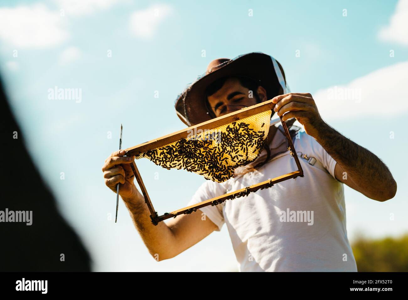 Guardiano della barba con cappello da cowboy protettivo che tiene le api incorniciate al sole estivo. Api giovani sul telaio. Foto Stock