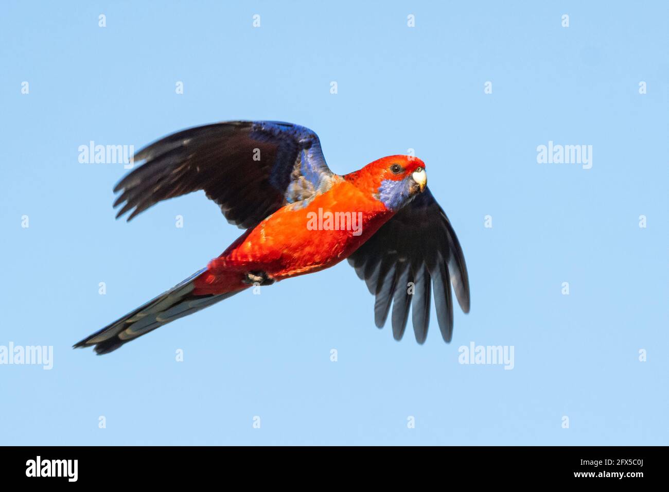 Rosella cremisi Foto Stock