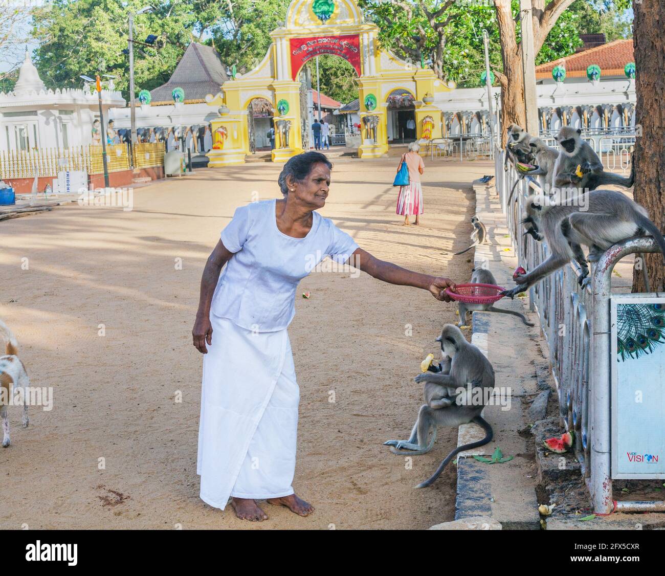 Scimmie di langur grigie (hanuman) ottenere offerte di cibo dai devoti del tempio al tempio di Kataragama, provincia meridionale, Sri Lanka Foto Stock