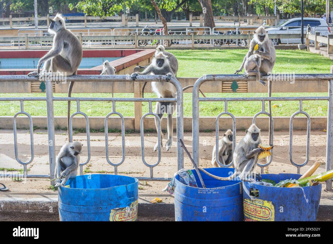 Scimmie di langur grigie (hanuman) che ottengono frutto dal bidone dei rifiuti al tempio di Kataragama, provincia meridionale, Sri Lanka Foto Stock