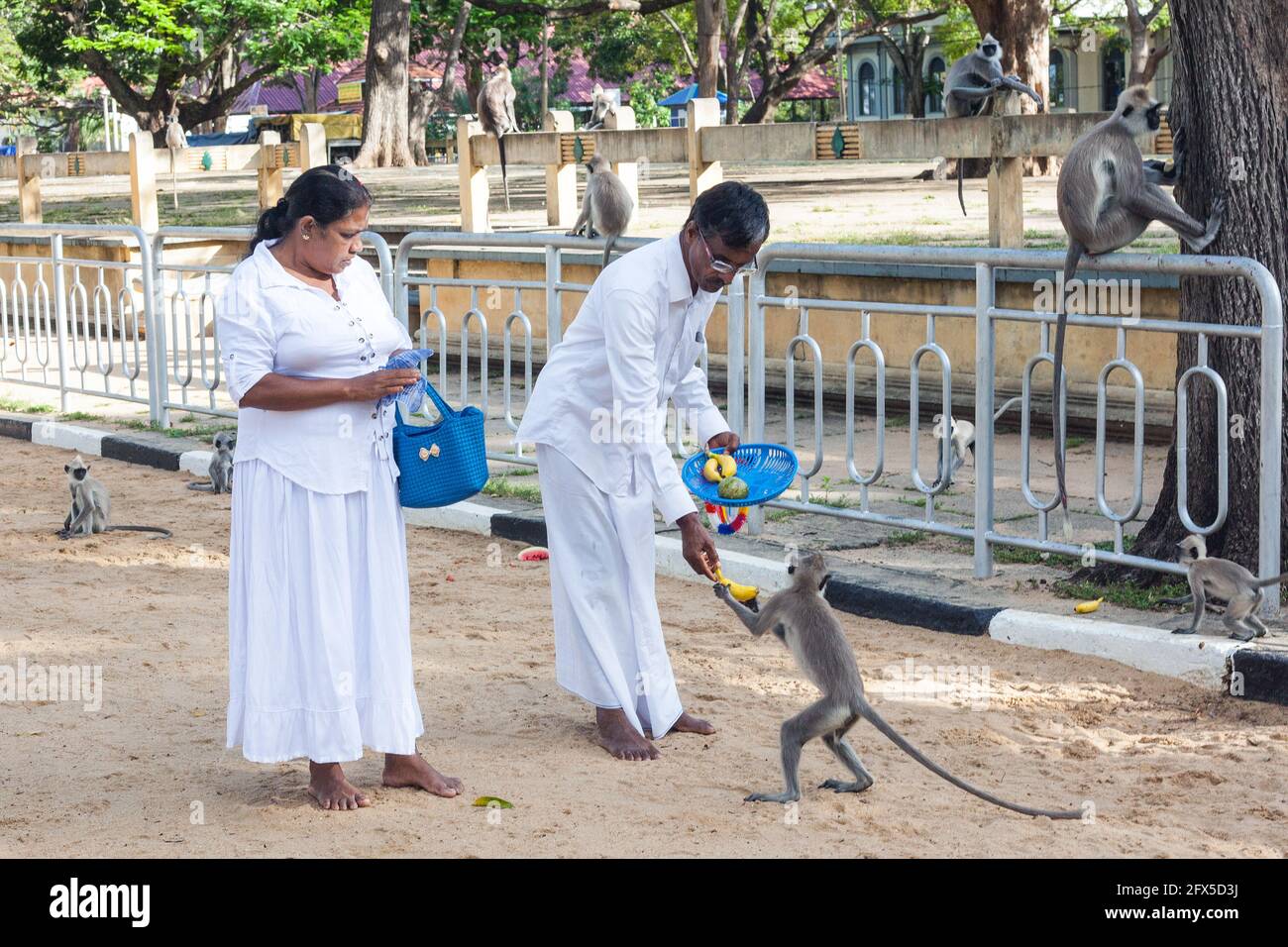 Scimmie di langur grigie (hanuman) che ottengono frutto dai devoti al Tempio di Kataragama, Provincia del Sud, Sri Lanka Foto Stock