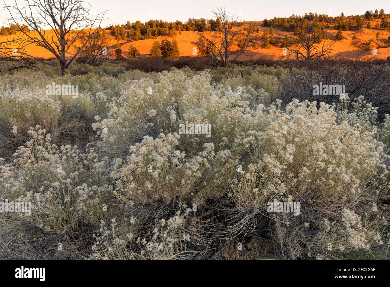 Coral Pink Sand Dunes state Park at Sunset, Kanab, Utah, USA Foto Stock