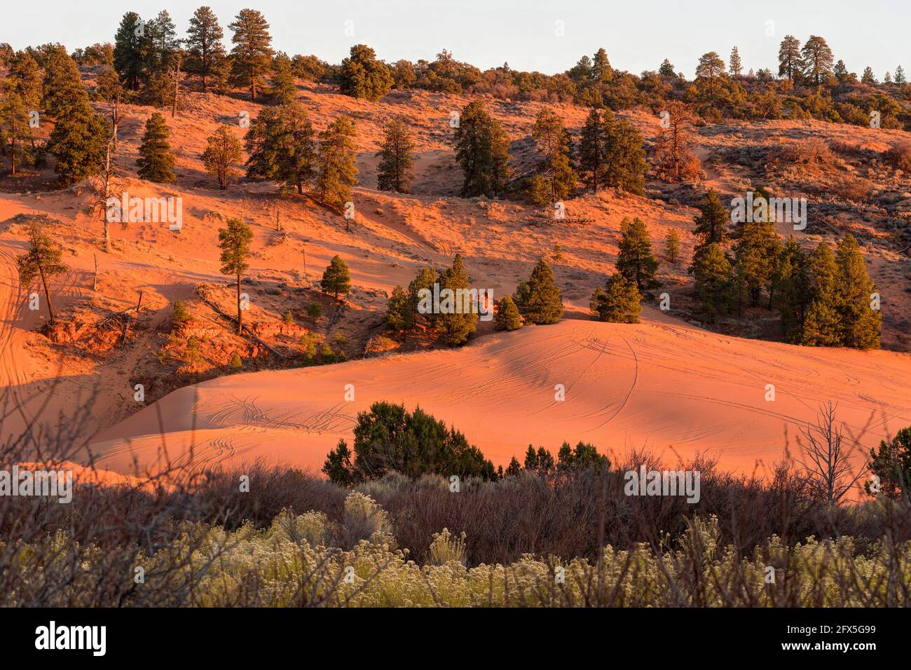 Coral Pink Sand Dunes state Park at Sunset, Kanab, Utah, USA Foto Stock