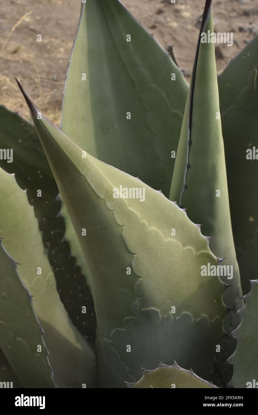 Agave Foto Stock