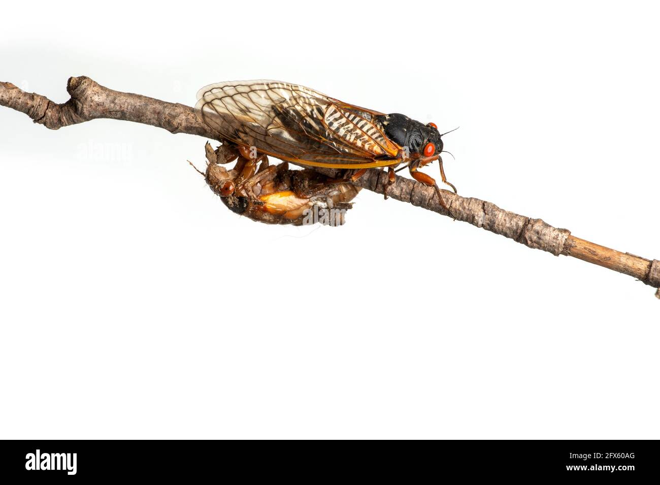 Covata X 17-year adulto periodico cicada e una ninfa su un ramo isolato su sfondo bianco Foto Stock