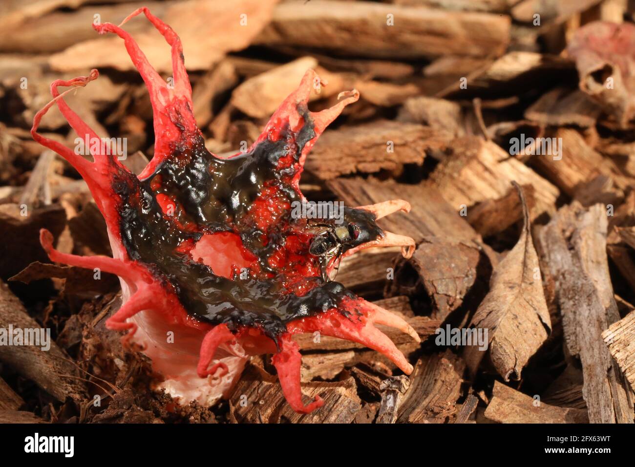 Un primo piano del fungo australiano Stinkhorn con una mosca o un'ape nativa seduto su di esso. Polpa rossa guardando funghi puzzolenti puzzolenti su pacciame di legno Foto Stock