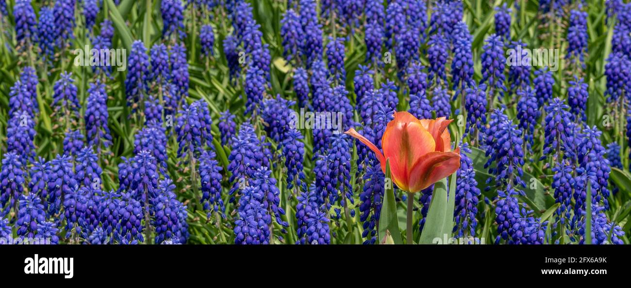 I tulipani in fiore sono una pianta erbacea bulbosa e i muscari sono fiori primaverili senza pretese. Foto Stock