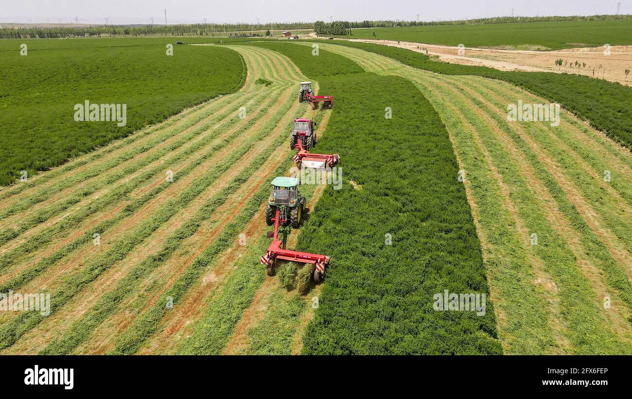 Wuzhong, Cina. 25 Maggio 2021. Gli agricoltori stanno raccogliendo l'erba medica con la mietitrice a Wuzhong, Ningxia, Cina il 25 maggio 2021.(Photo by TPG/cnsphotos) Credit: TopPhoto/Alamy Live News Foto Stock