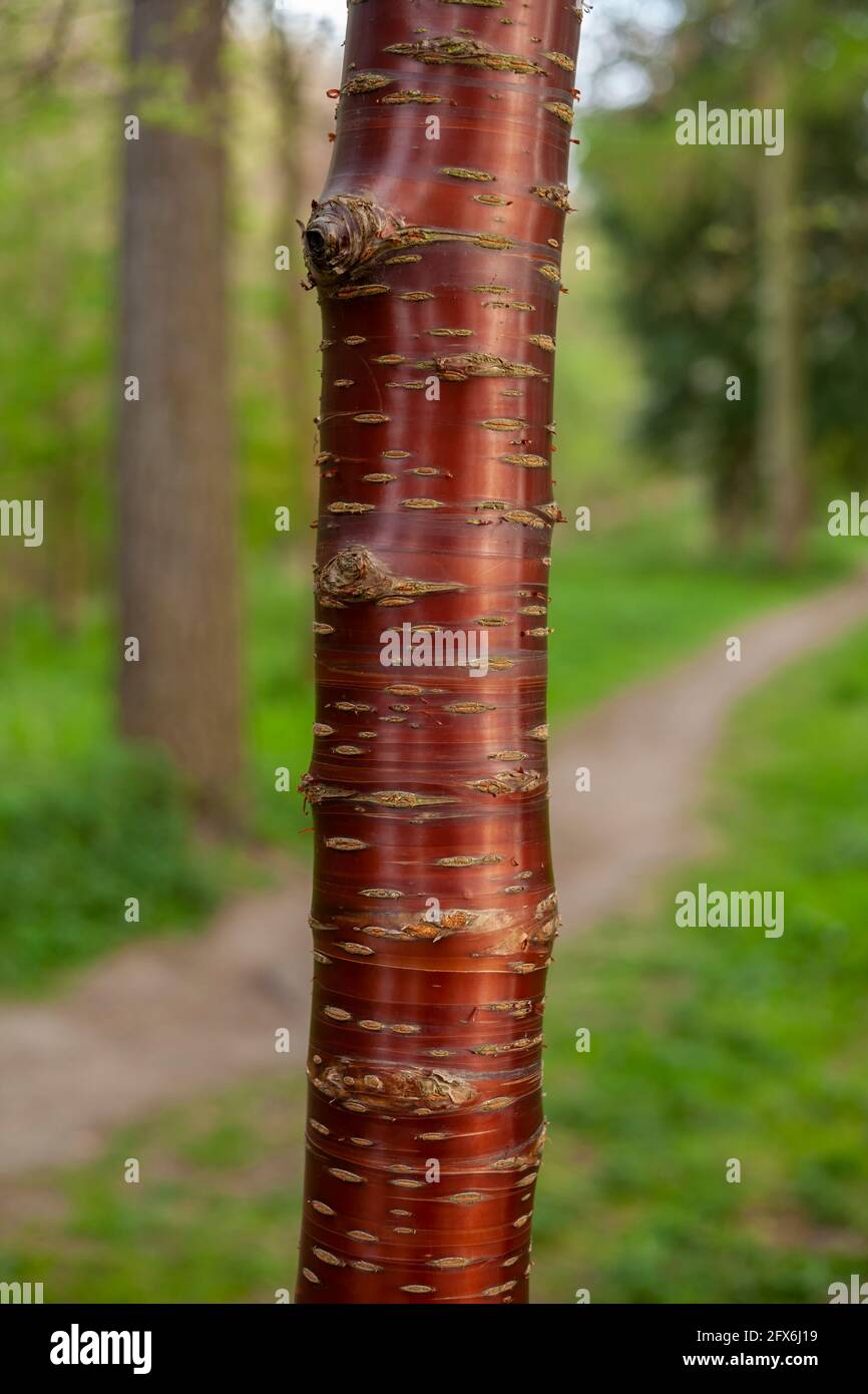 Albero di Ciliegio Tibetano (Prunus serrula) che cresce in un arboreto Foto Stock
