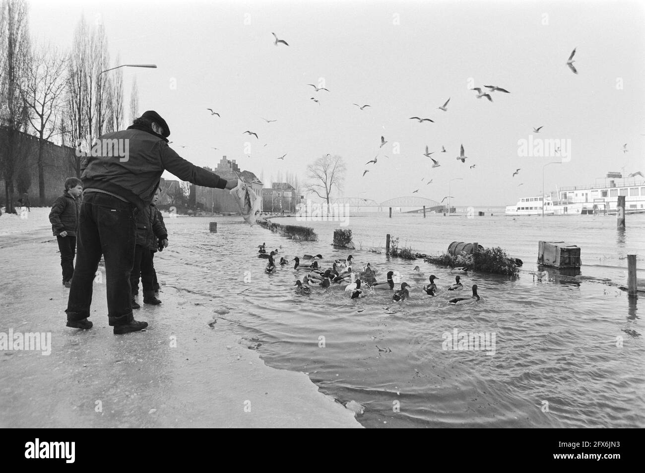 L'alto livello dell'acqua ha inondato i wharves. Alimentare anatre lungo banchine 6.7 chiuse per prevenire le inondazioni strade più basse, 10 gennaio 1982, animali, inondazioni, Feeding, Paesi Bassi, foto agenzia stampa del XX secolo, notizie da ricordare, documentario, fotografia storica 1945-1990, storie visive, Storia umana del XX secolo, che cattura momenti nel tempo Foto Stock