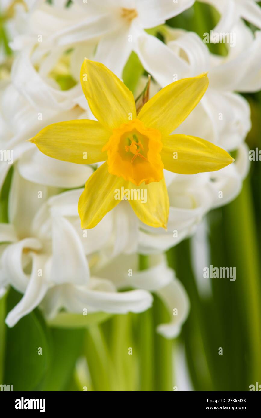 Primavera daffodil fiore macro vista Foto Stock