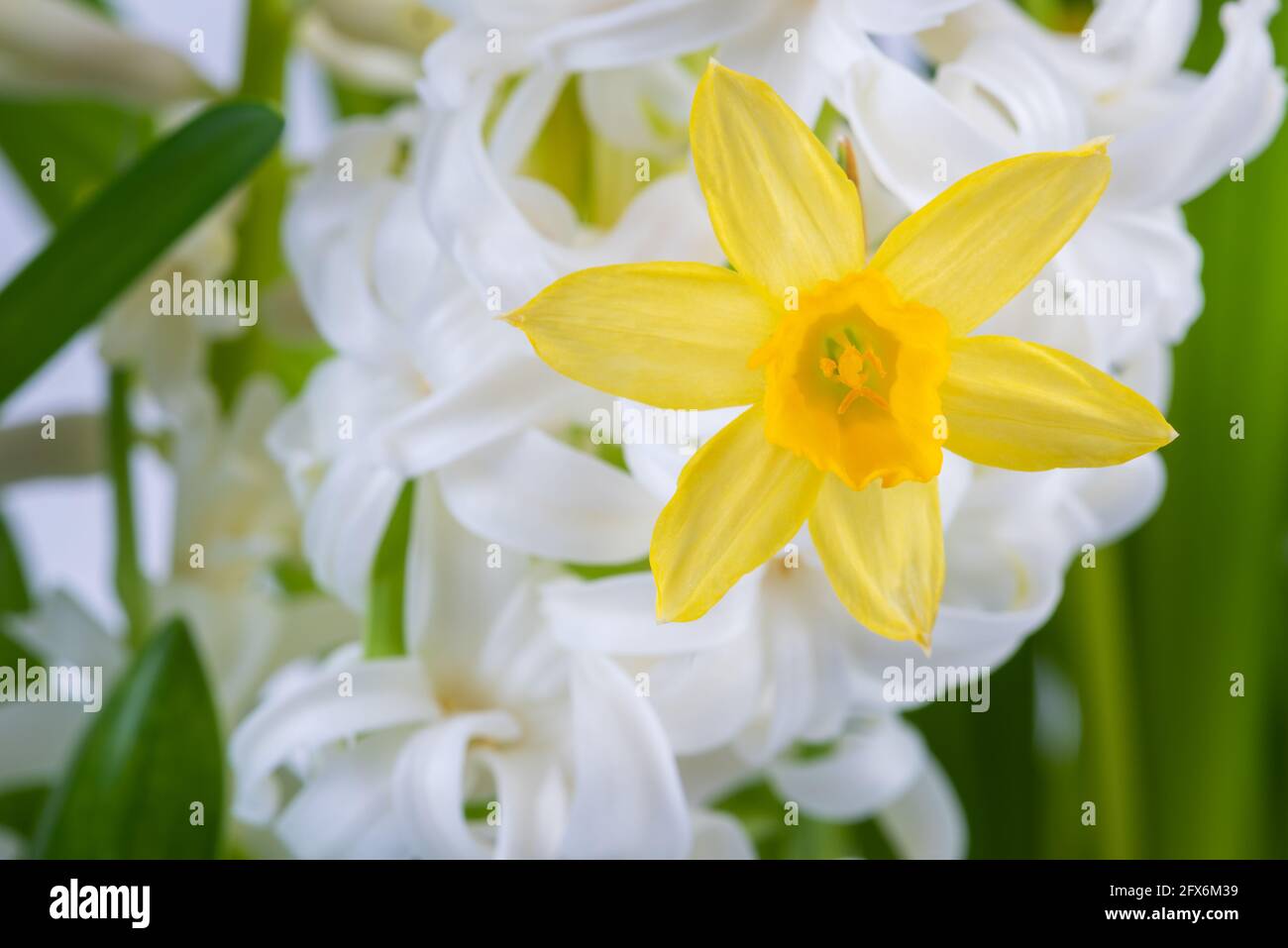 Primavera daffodil fiore macro vista Foto Stock