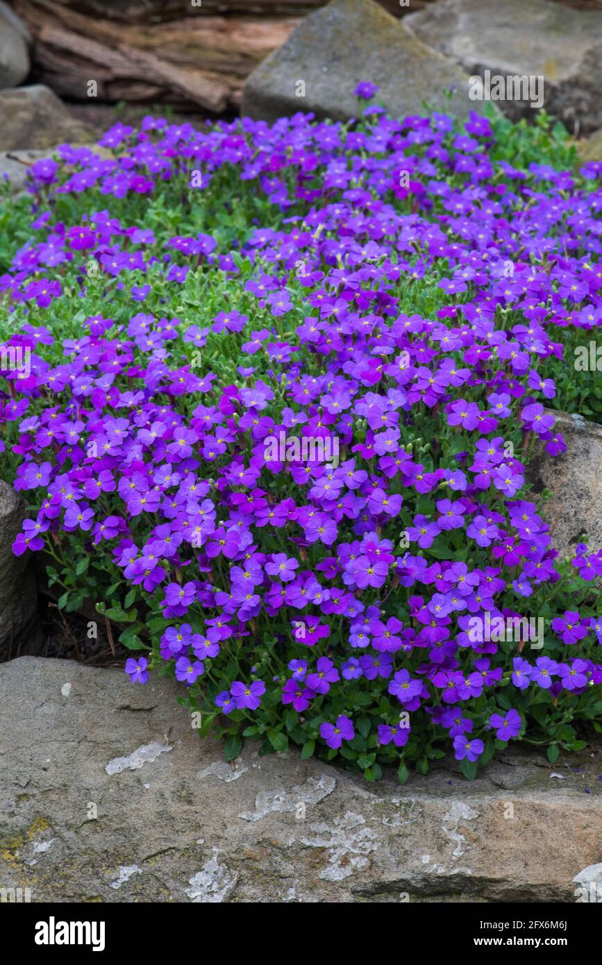 Aubrieta Hybrid in primavera giardino di pietra Foto Stock