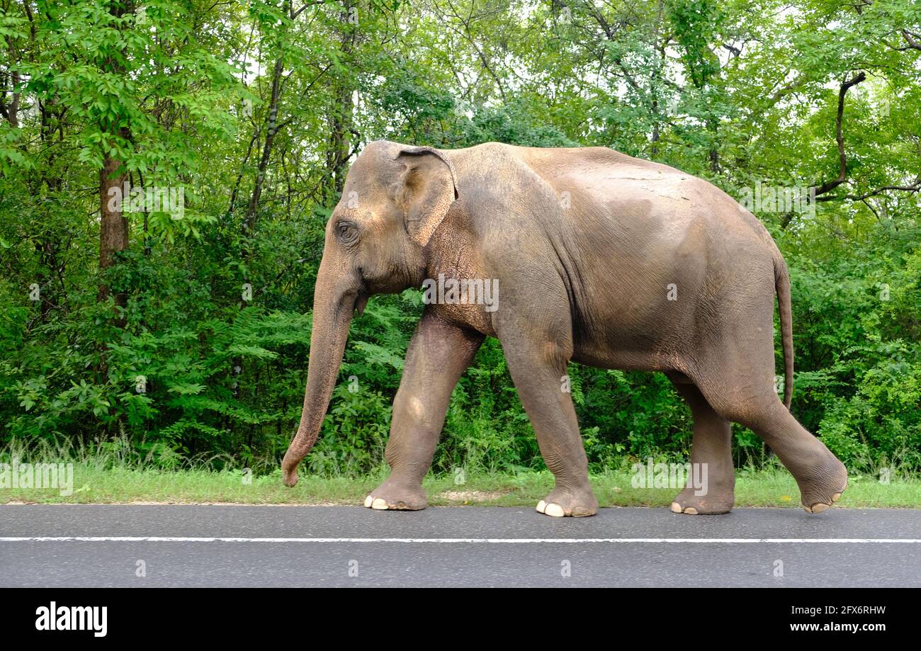 Sri Lanka Polonnaruwa - elefante selvatico sulla strada Foto Stock