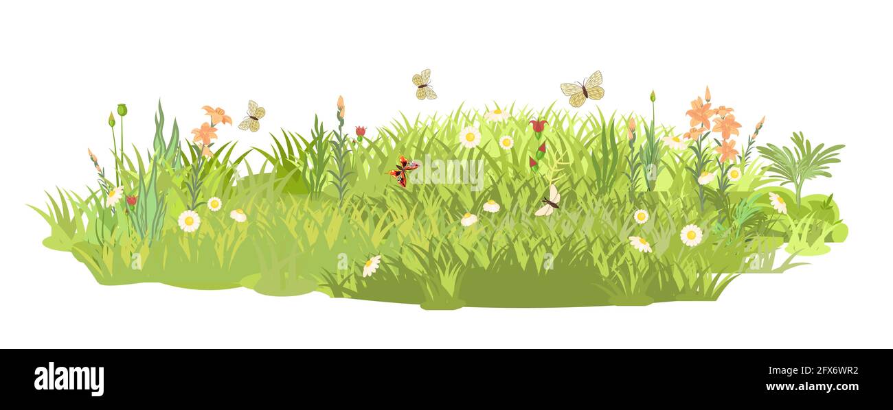 Denso prato estivo con fiori. Farfalle. Erba erba verde addensi. Area erba. Parco giochi. Luogo. Bellissimo paesaggio. Isolato su bianco Illustrazione Vettoriale