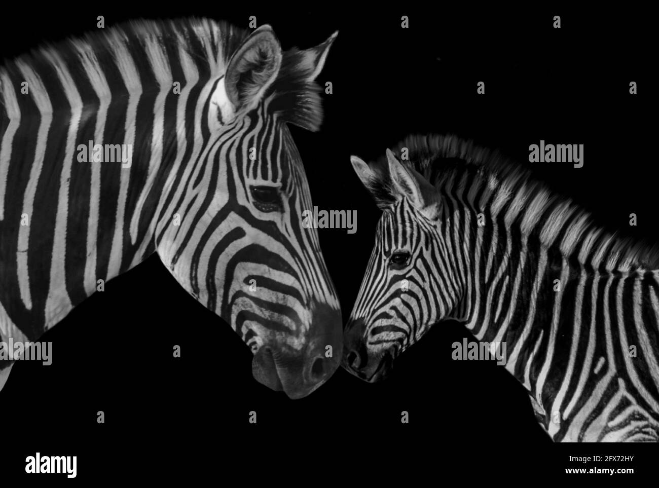 Madre Zebra che ama la sua cute Baby Zebra Foto Stock