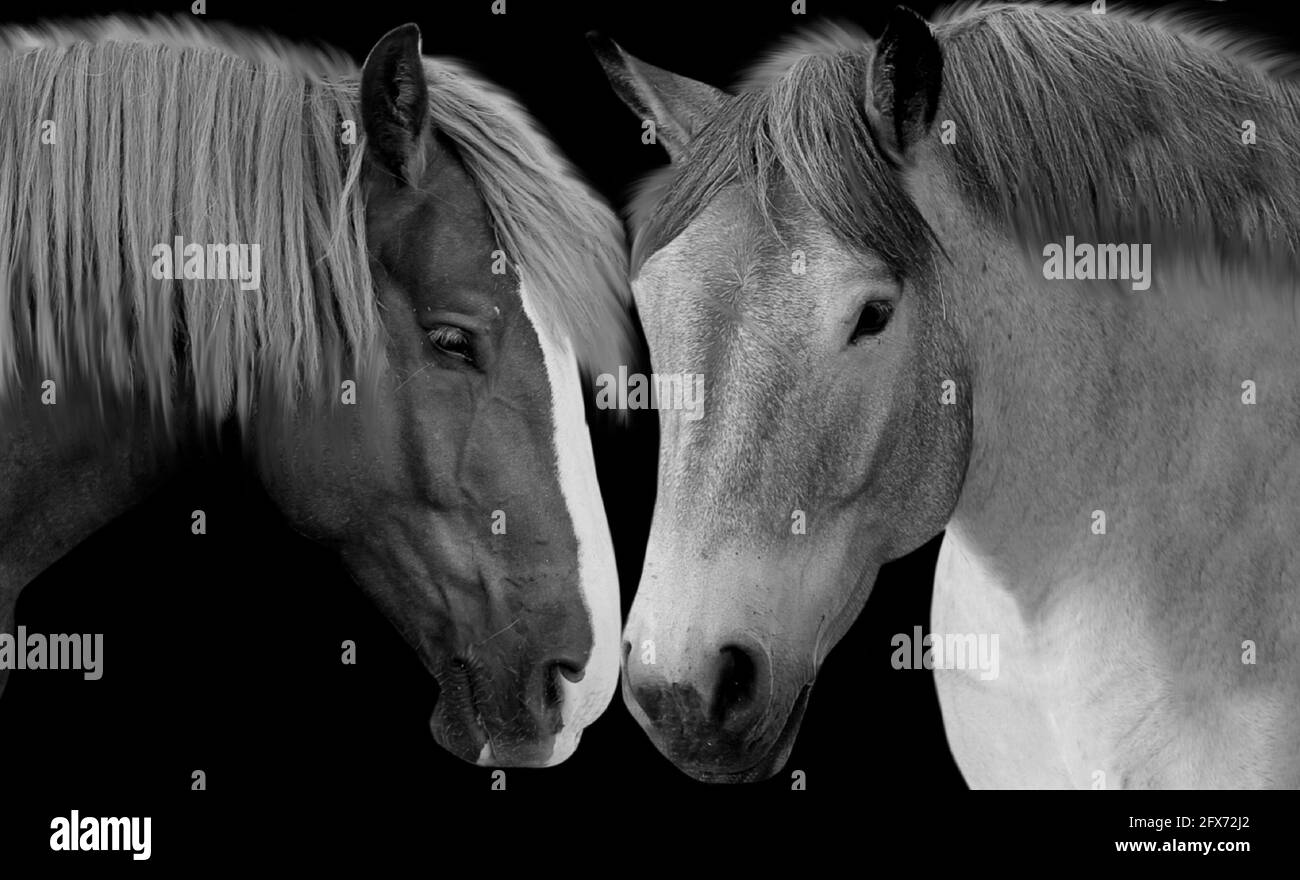 Incredibile e bella coppia Cavallo insieme Foto Stock