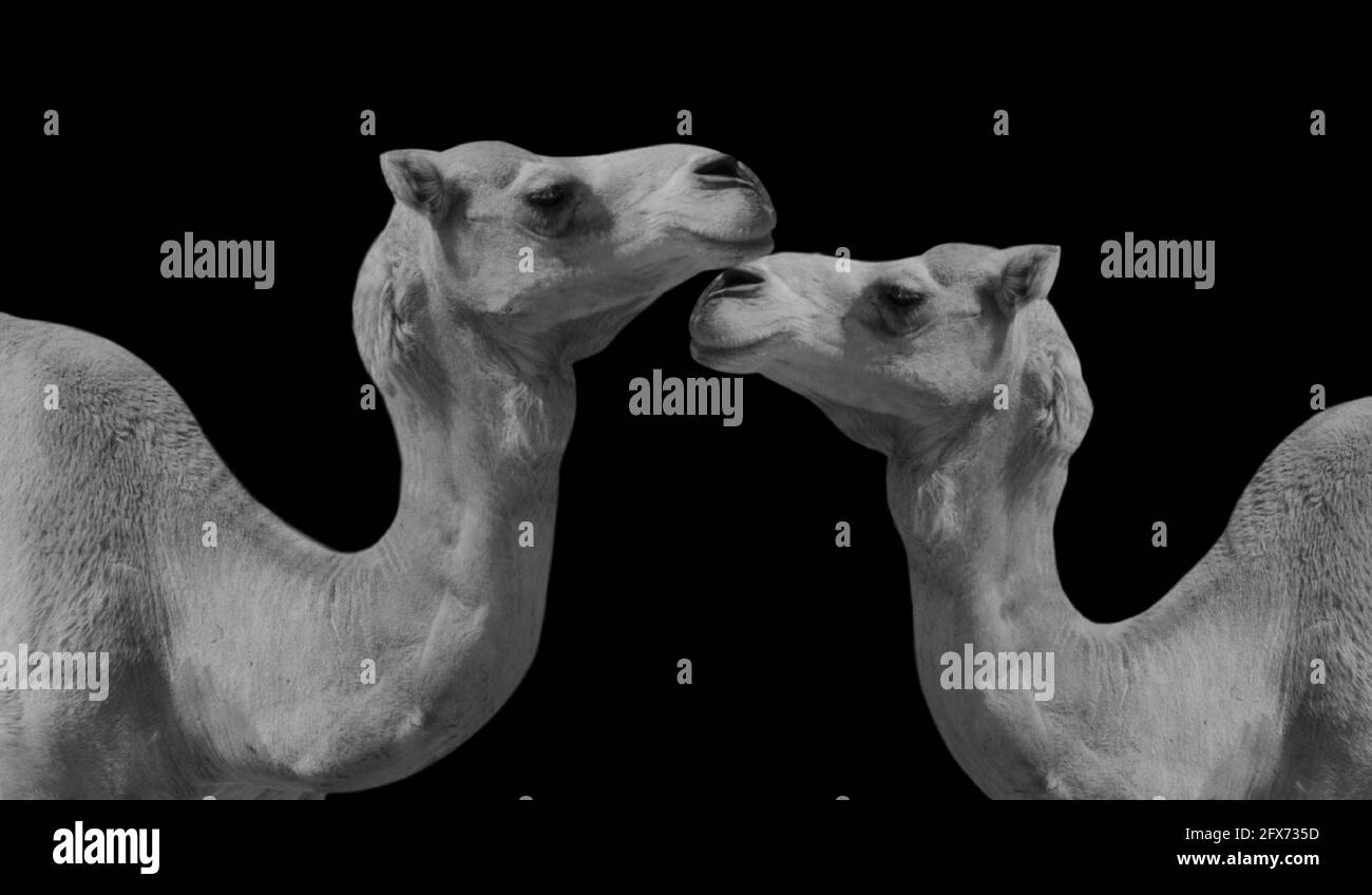 Due cammelli in coppia sullo sfondo nero Foto Stock