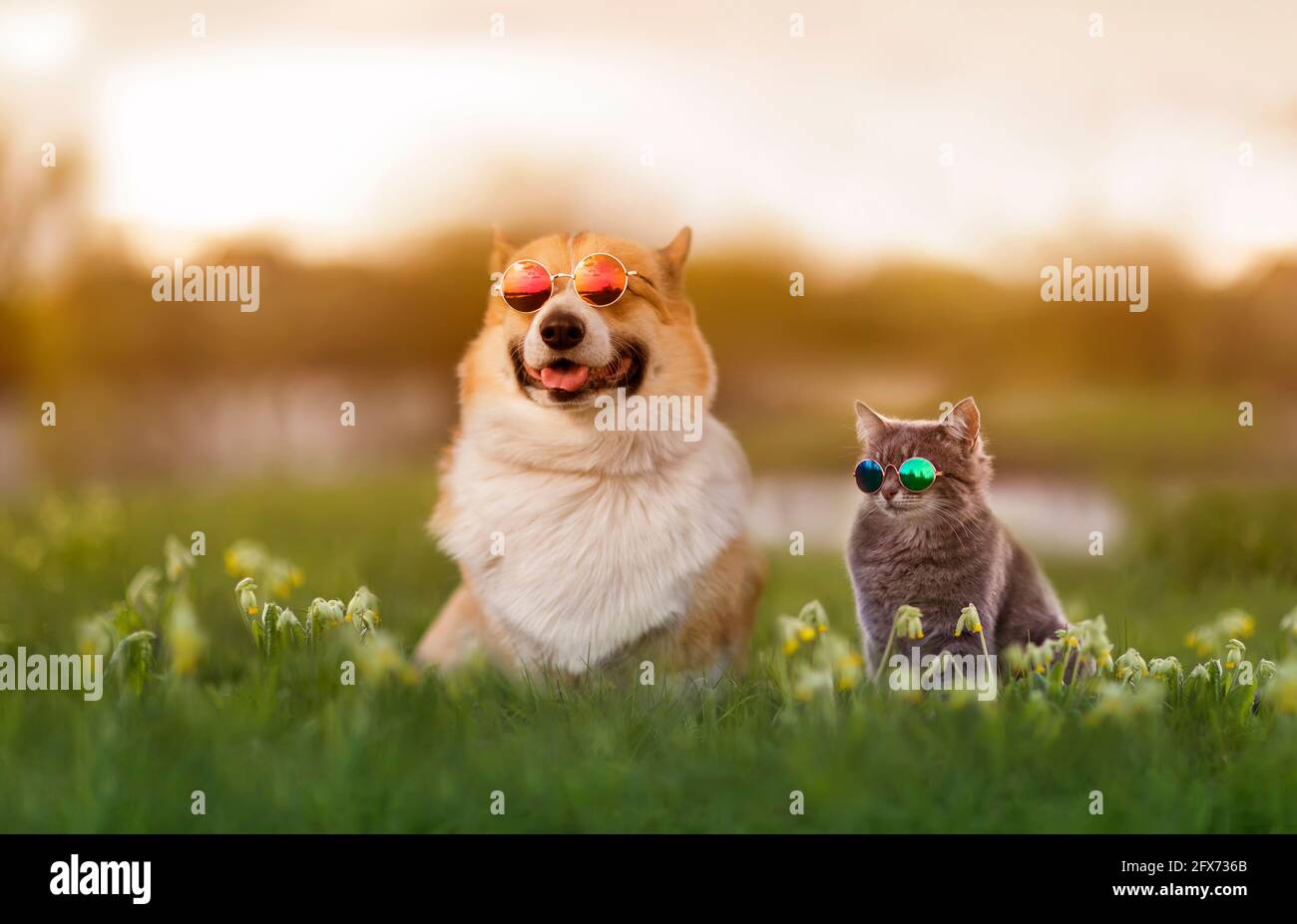 alla moda coppia corgi cane e gatto a righe sedersi su un estate prato soleggiato in occhiali da sole Foto Stock