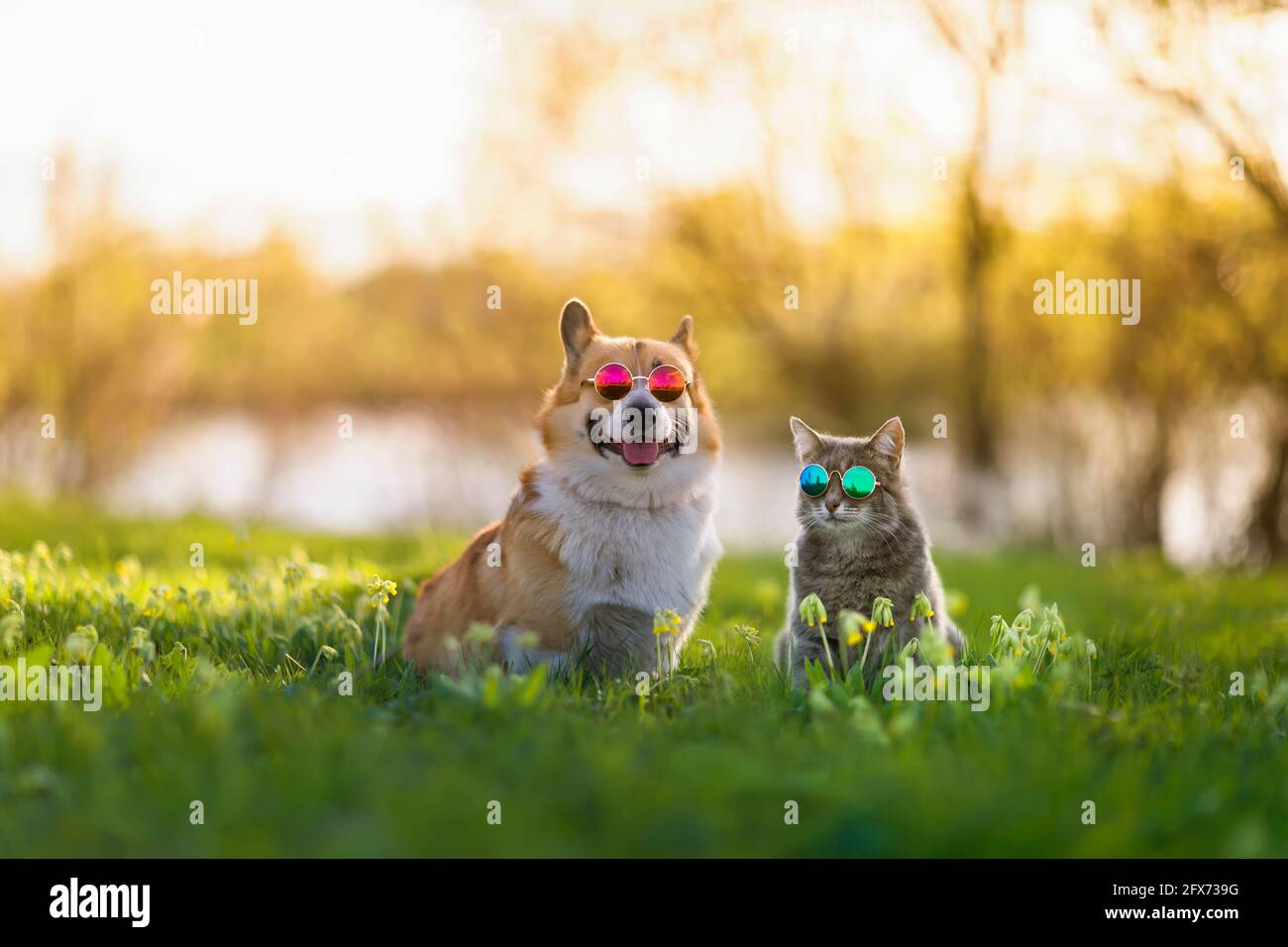 alla moda coppia corgi cane e gatto a righe sedersi su un estate prato soleggiato in occhiali da sole Foto Stock