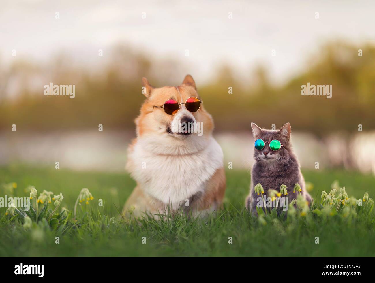 alla moda coppia corgi cane e gatto a righe sedersi su un estate prato soleggiato in occhiali da sole Foto Stock