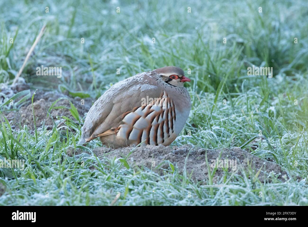 Partridge con zampe rosse in una mattinata fredda Foto Stock