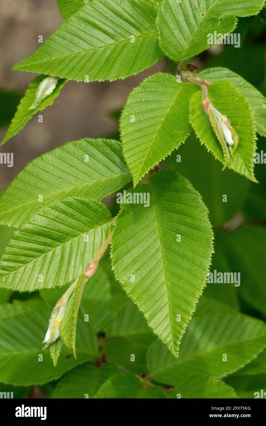 Betula chibuensis foglie primavera betulla giapponese Foto Stock