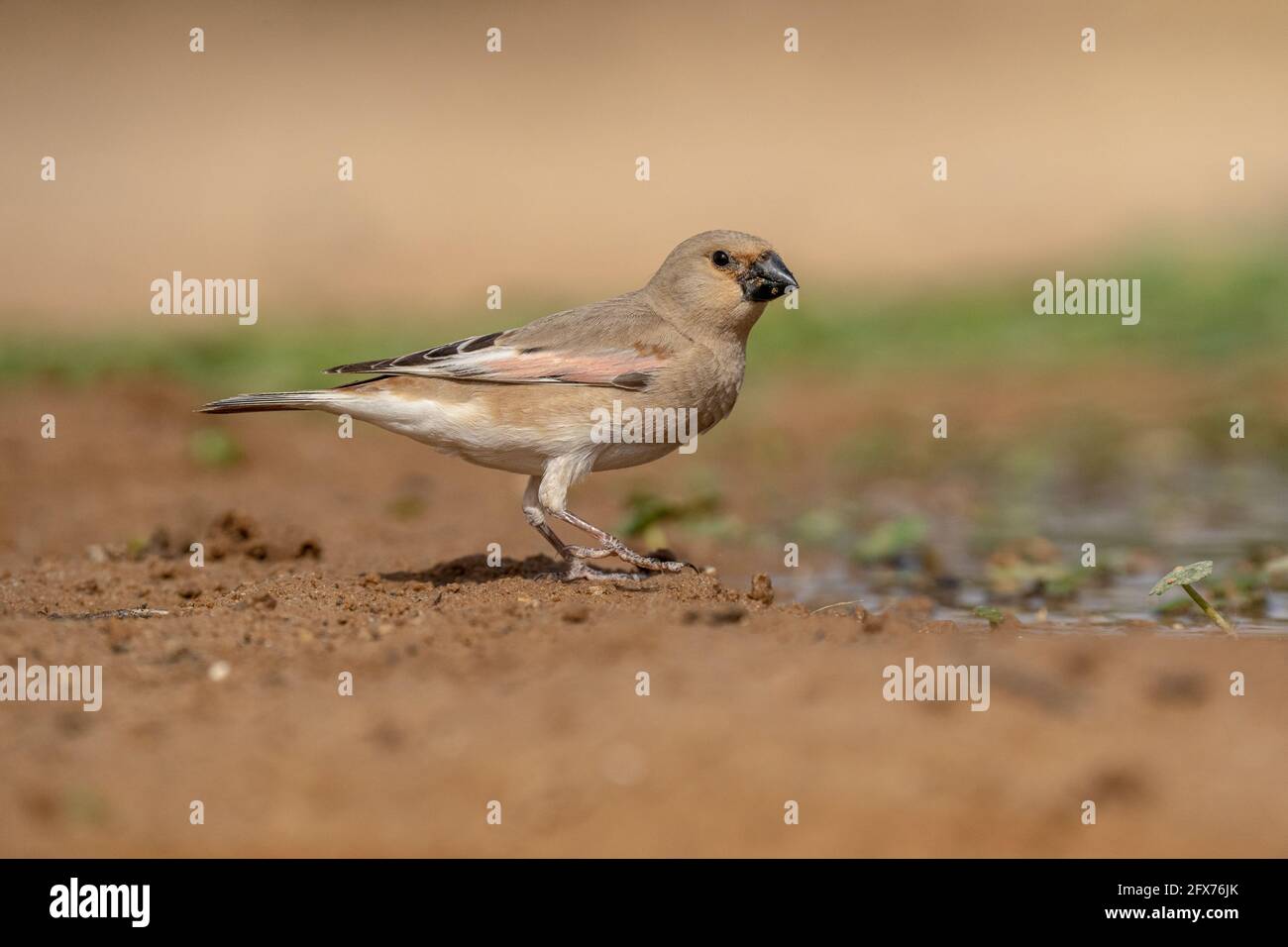 Finch deserto (Rhodospiza obsoleta precedentemente Carduelis obsoleta) vicino ad un pozze d'acqua nel deserto di Negev, israele. L'uccello è davvero un residuo del deserto Foto Stock