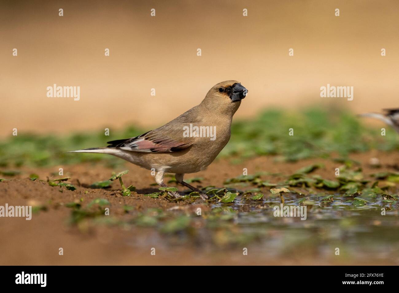 Finch deserto (Rhodospiza obsoleta precedentemente Carduelis obsoleta) vicino ad un pozze d'acqua nel deserto di Negev, israele. L'uccello è davvero un residuo del deserto Foto Stock