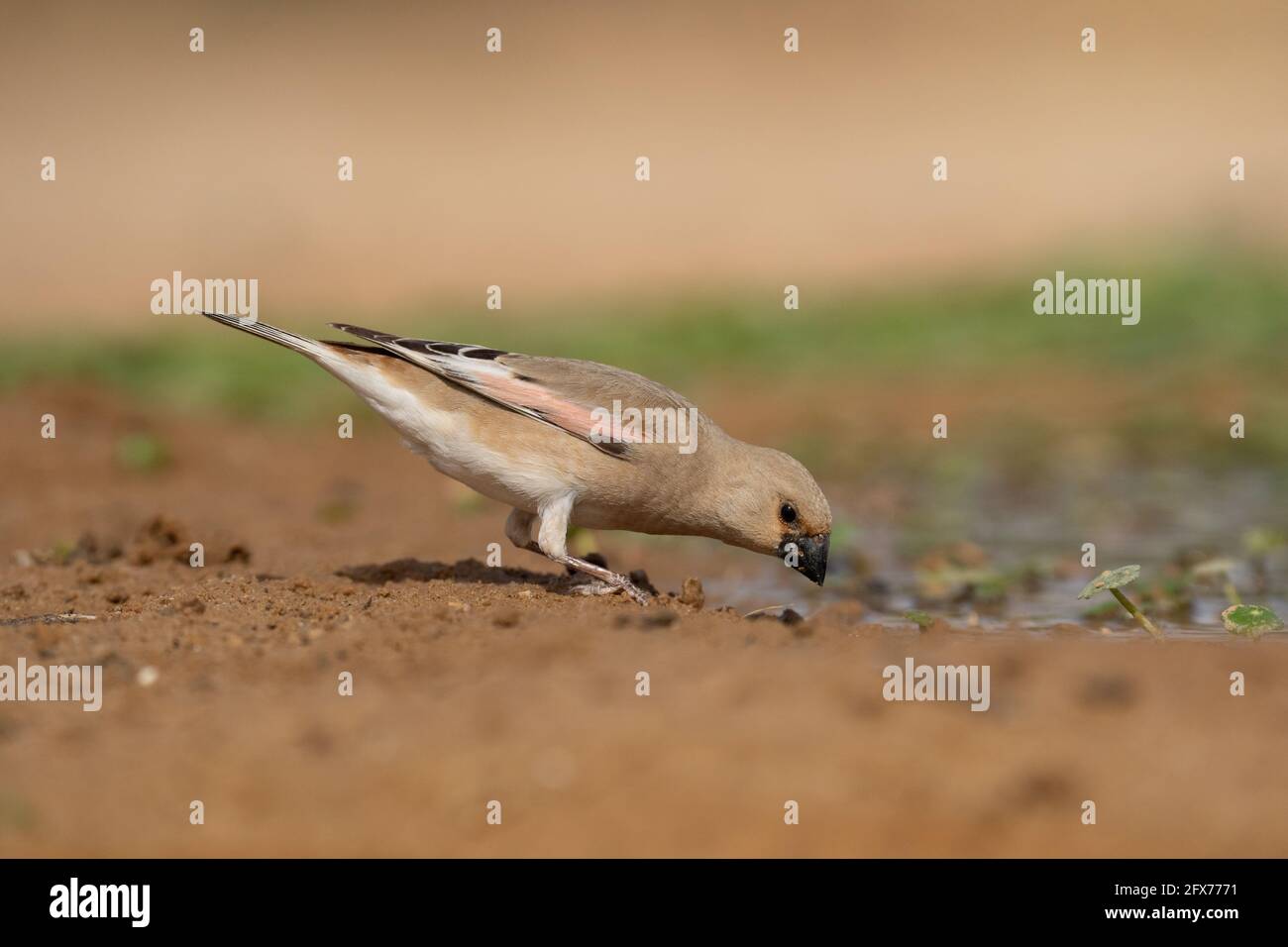 Finch deserto (Rhodospiza obsoleta precedentemente Carduelis obsoleta) vicino ad un pozze d'acqua nel deserto di Negev, israele. L'uccello è davvero un residuo del deserto Foto Stock