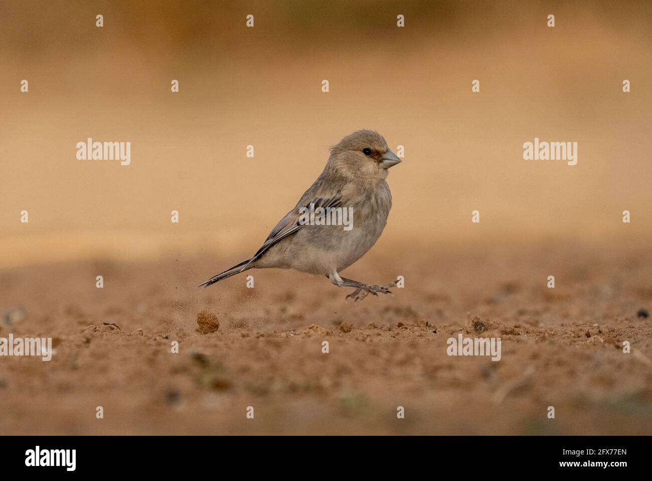 Finch deserto (Rhodospiza obsoleta precedentemente Carduelis obsoleta) vicino ad un pozze d'acqua nel deserto di Negev, israele. L'uccello è davvero un residuo del deserto Foto Stock