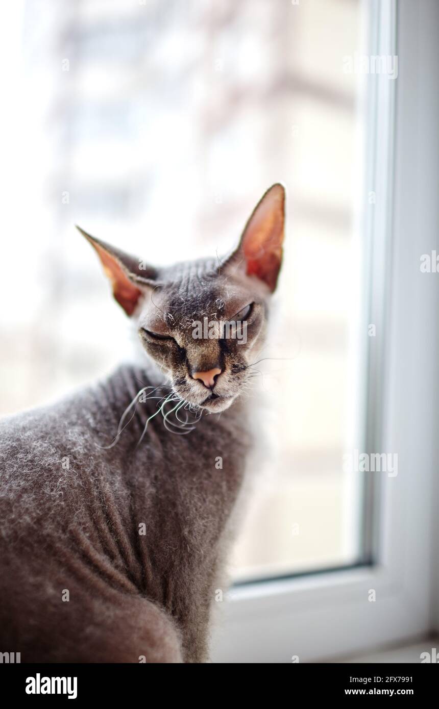 Gatto divertente seduto sul davanzale della finestra. Un bel gatto sfinge grigio. Messa a fuoco selettiva con profondità di campo ridotta Foto Stock