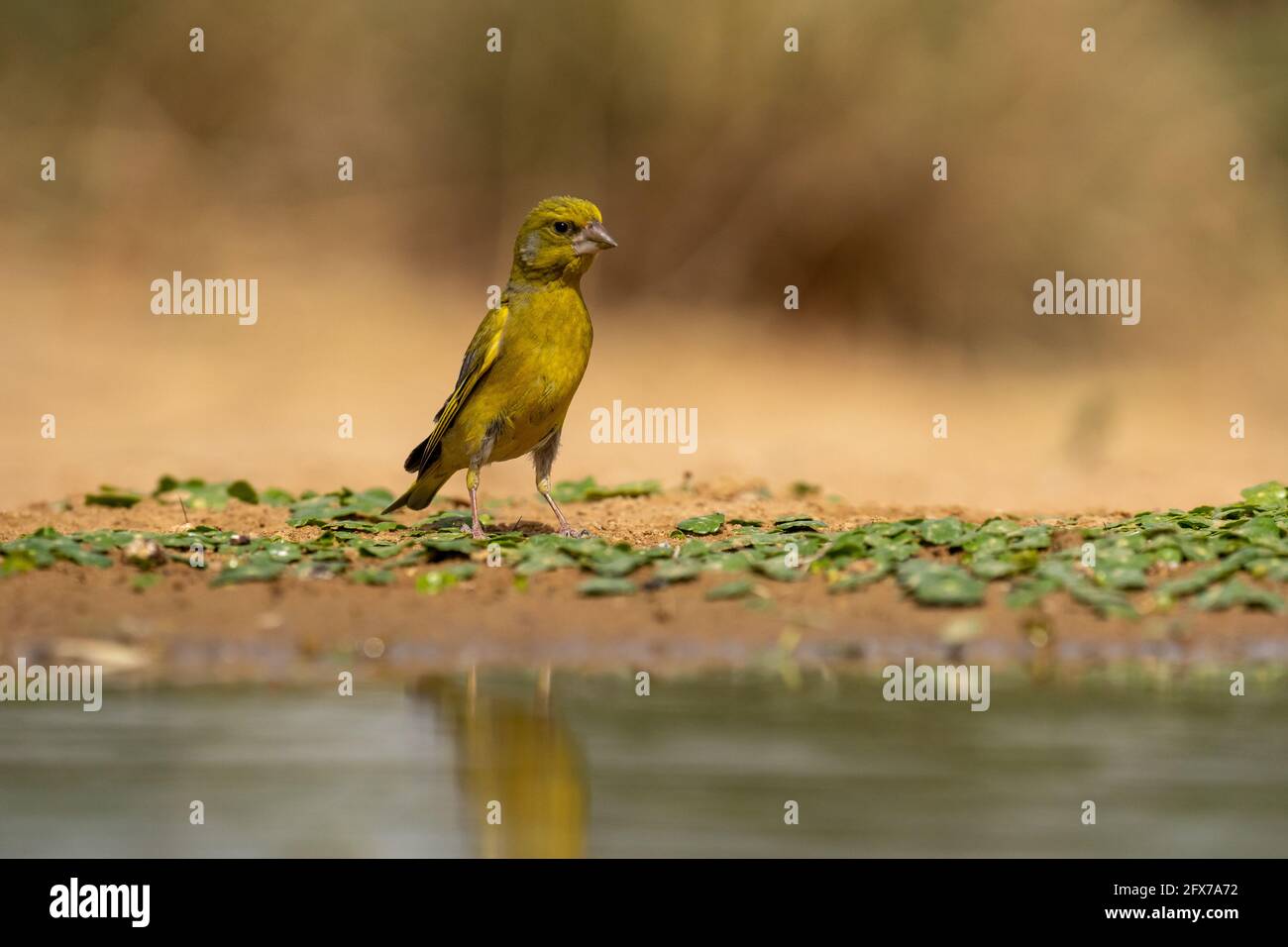 Verdino europeo (Carduelis chloris) un piccolo uccello passerino della famiglia dei fringillidae. Fotografato vicino a un pozze d'acqua nel Negev des Foto Stock