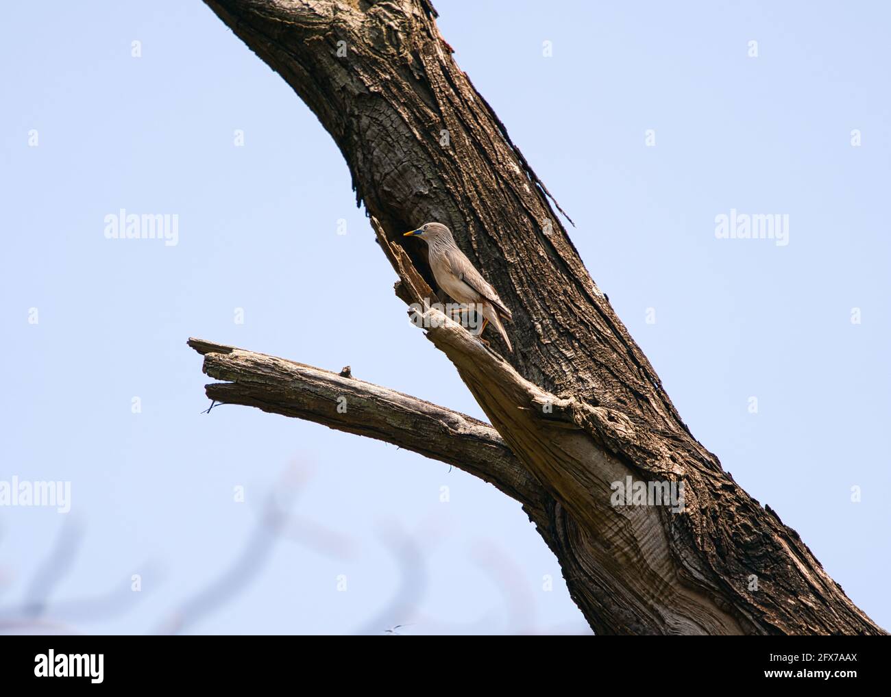 Stalling con coda di castagno (Sturnia malabarica) in piedi su un albero branch.pale-testa stalling con ali dalla punta scura e un ventre orangish e groppa. Foto Stock