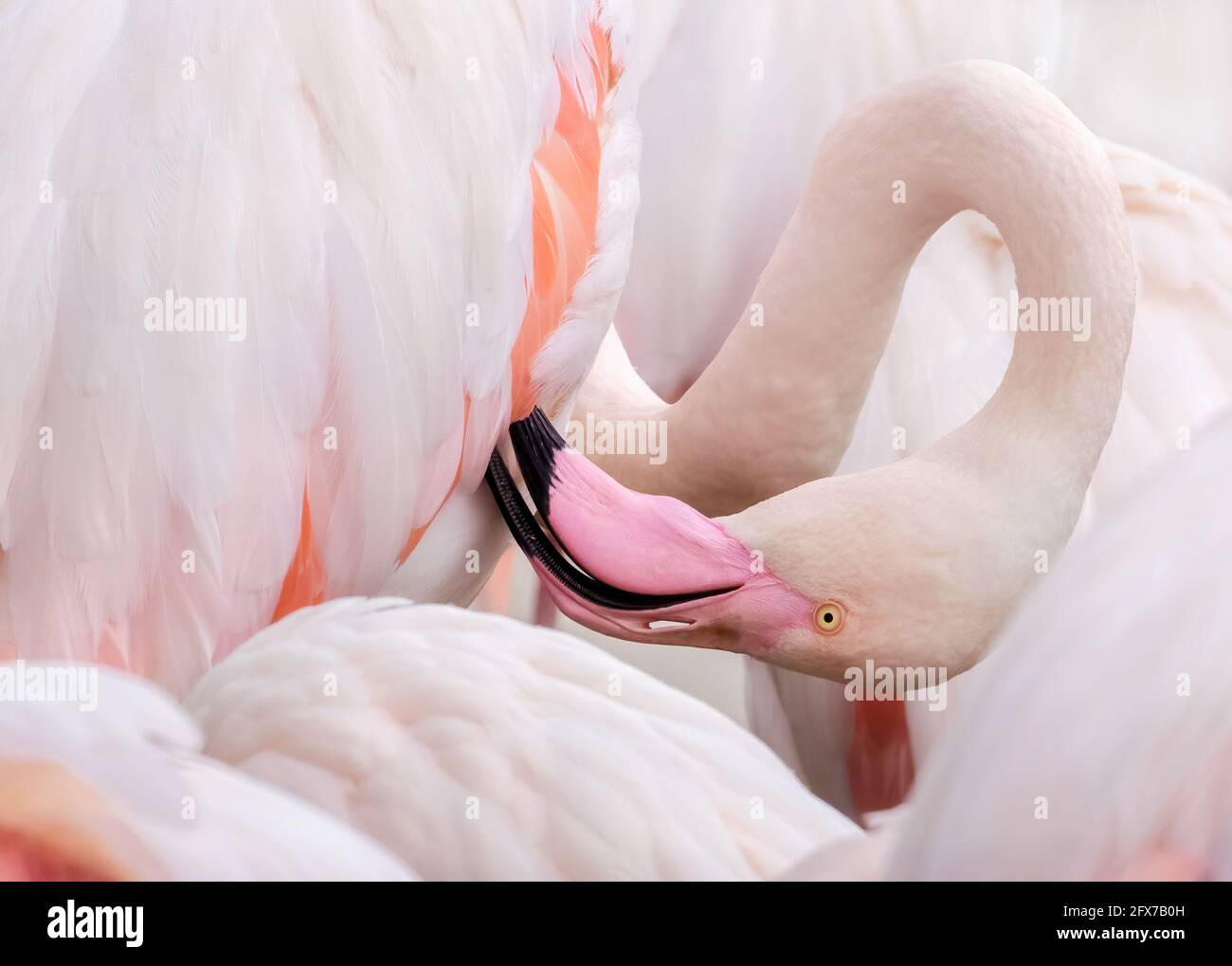 Fenicottero maggiore, rosa fenicottero. Particolare di un uccello che predica piumaggio, sussurro circondato da altri uccelli. Primo piano della testa e del collo. Foto Stock