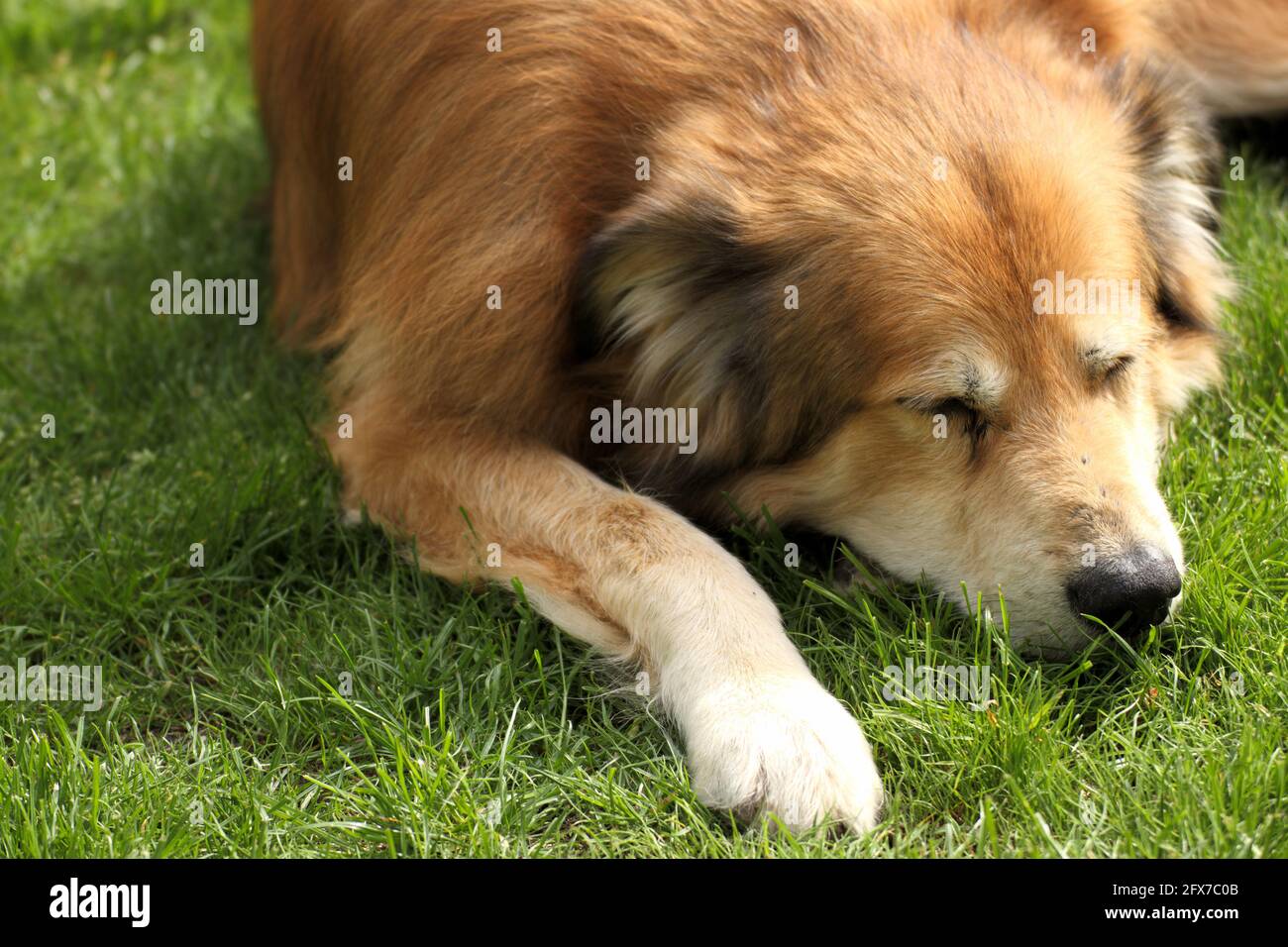 Ritratto di un cane di razza mista proveniente dalla Romania, tratto dal benessere degli animali Foto Stock