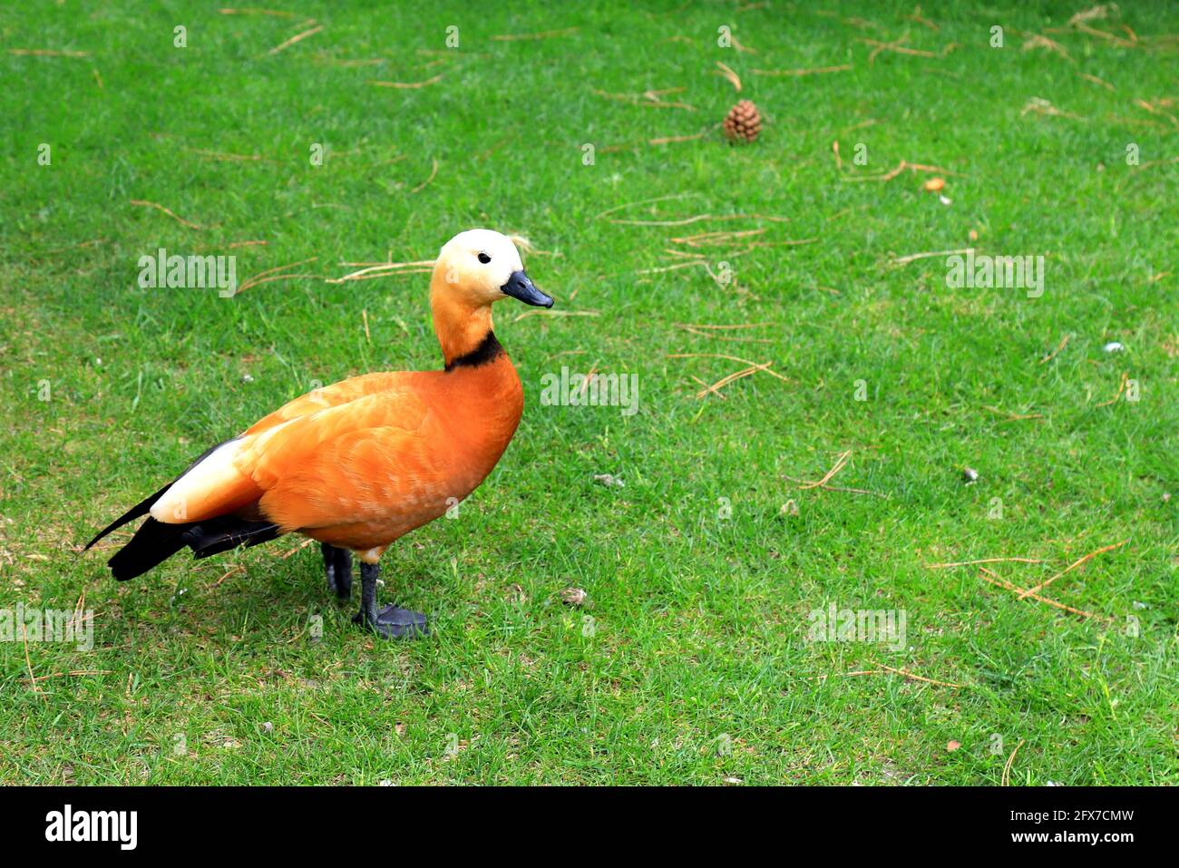 Ogar, anatra rossa, Tadorna ferruginea siede su un prato verde in primavera, estate, sfondo della natura. Uccello in una fattoria nel villaggio, fauna selvatica. Uccelli acquatici, cibo Foto Stock